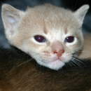 kitten